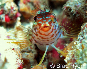 Saddle Blenny (Malacoctenus triangulatus) natural lighting
 by Brad Ryon 